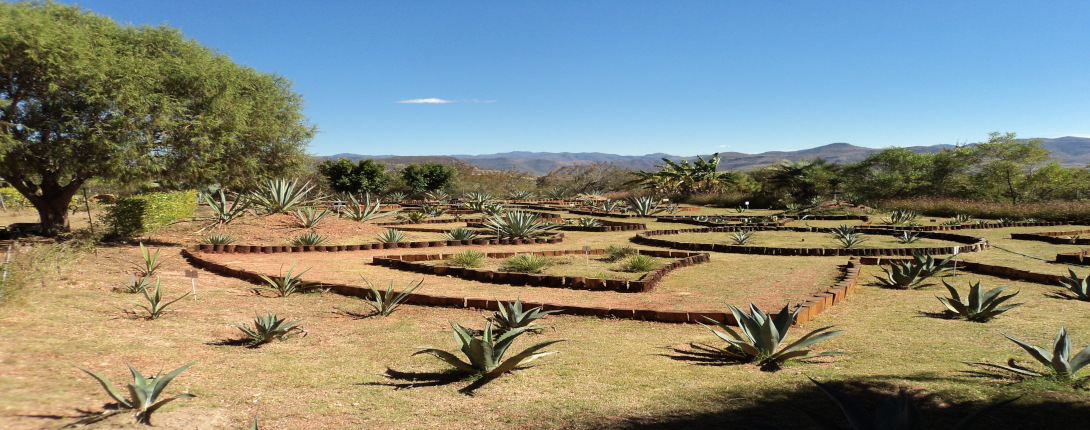 Agavetum